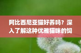 阿比西尼亚猫好养吗？深入了解这种优雅猫咪的饲养指南