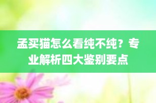 孟买猫怎么看纯不纯？专业解析四大鉴别要点