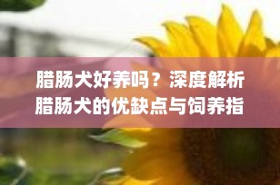腊肠犬好养吗？深度解析腊肠犬的优缺点与饲养指南