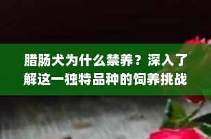 腊肠犬为什么禁养？深入了解这一独特品种的饲养挑战