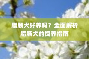 腊肠犬好养吗？全面解析腊肠犬的饲养指南