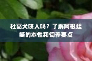 杜高犬咬人吗？了解阿根廷獒的本性和饲养要点