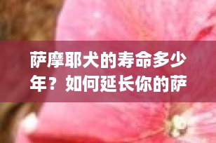 萨摩耶犬的寿命多少年？如何延长你的萨摩耶爱宠的生命？