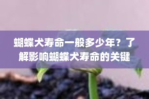 蝴蝶犬寿命一般多少年？了解影响蝴蝶犬寿命的关键因素