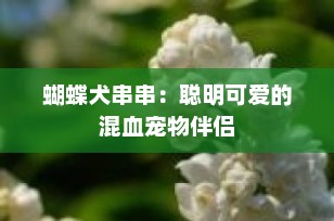 蝴蝶犬串串：聪明可爱的混血宠物伴侣