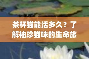 茶杯猫能活多久？了解袖珍猫咪的生命旅程