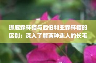 挪威森林猫与西伯利亚森林猫的区别：深入了解两种迷人的长毛猫品种