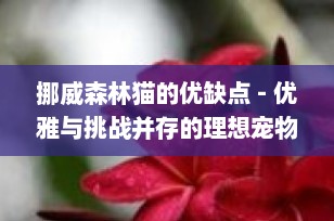 挪威森林猫的优缺点 - 优雅与挑战并存的理想宠物选择