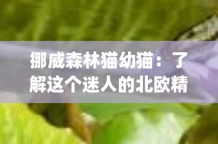 挪威森林猫幼猫：了解这个迷人的北欧精灵