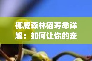 挪威森林猫寿命详解：如何让你的宠物享受更长的生命之旅