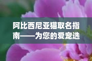 阿比西尼亚猫取名指南——为您的爱宠选择最合适的名称