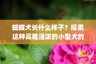 蝴蝶犬长什么样子？探索这种高雅活泼的小型犬的魅力！