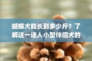 蝴蝶犬能长到多少斤？了解这一迷人小型伴侣犬的理想体重