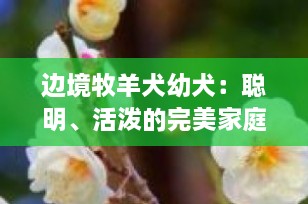 边境牧羊犬幼犬：聪明、活泼的完美家庭伙伴