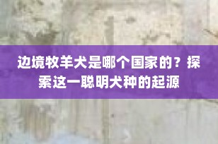 边境牧羊犬是哪个国家的？探索这一聪明犬种的起源