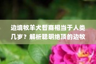 边境牧羊犬智商相当于人类几岁？解析聪明绝顶的边牧智慧