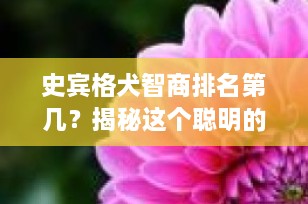 史宾格犬智商排名第几？揭秘这个聪明的工作犬种