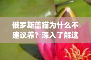 俄罗斯蓝猫为什么不建议养？深入了解这一美丽品种背后的真相