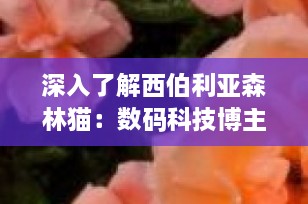 深入了解西伯利亚森林猫：数码科技博主带你探索这一迷人的长毛宠物