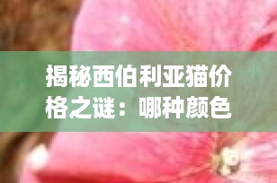 揭秘西伯利亚猫价格之谜：哪种颜色的西伯利亚猫最不“值钱”？