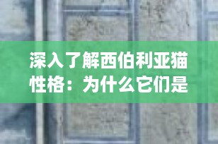 深入了解西伯利亚猫性格：为什么它们是理想的家庭伴侣