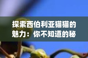 探索西伯利亚猫猫的魅力：你不知道的秘密