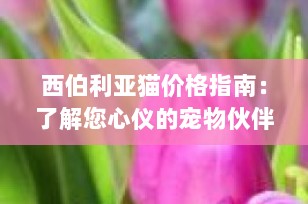 西伯利亚猫价格指南：了解您心仪的宠物伙伴的真实价值