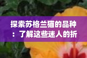 探索苏格兰猫的品种：了解这些迷人的折耳精灵