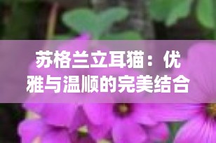 苏格兰立耳猫：优雅与温顺的完美结合