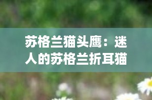 苏格兰猫头鹰：迷人的苏格兰折耳猫的昵称与特性