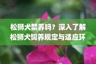 松狮犬禁养吗？深入了解松狮犬饲养规定与适应环境