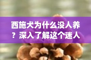 西施犬为什么没人养？深入了解这个迷人的国产犬种