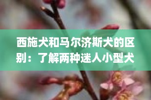西施犬和马尔济斯犬的区别：了解两种迷人小型犬的独特之处