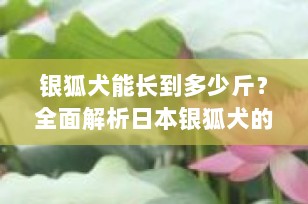 银狐犬能长到多少斤？全面解析日本银狐犬的成长标准