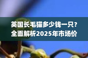 英国长毛猫多少钱一只？全面解析2025年市场价格趋势
