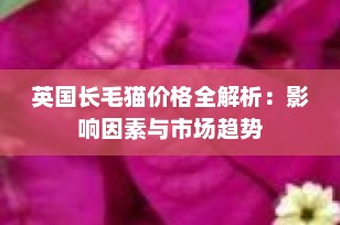 英国长毛猫价格全解析：影响因素与市场趋势