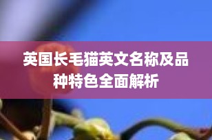 英国长毛猫英文名称及品种特色全面解析