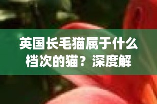 英国长毛猫属于什么档次的猫？深度解析这一优雅贵族