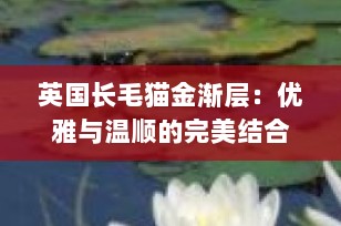 英国长毛猫金渐层：优雅与温顺的完美结合