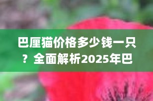 巴厘猫价格多少钱一只？全面解析2025年巴厘猫市场价格趋势