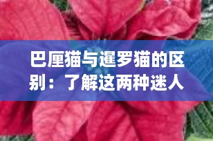 巴厘猫与暹罗猫的区别：了解这两种迷人猫咪的独特魅力