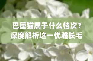 巴厘猫属于什么档次？深度解析这一优雅长毛猫的市场定位