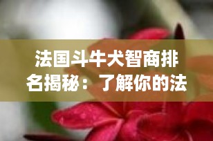 法国斗牛犬智商排名揭秘：了解你的法斗聪明程度