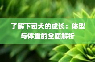 了解下司犬的成长：体型与体重的全面解析