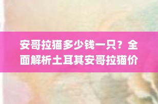 安哥拉猫多少钱一只？全面解析土耳其安哥拉猫价格及购买指南