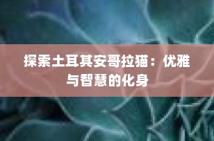 探索土耳其安哥拉猫：优雅与智慧的化身