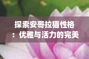 探索安哥拉猫性格：优雅与活力的完美结合