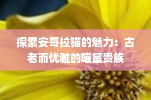 探索安哥拉猫的魅力：古老而优雅的喵星贵族