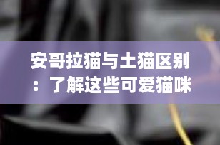 安哥拉猫与土猫区别：了解这些可爱猫咪的独特特征