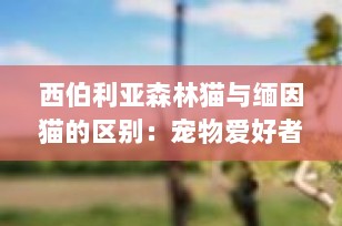 西伯利亚森林猫与缅因猫的区别：宠物爱好者不可错过的详尽指南